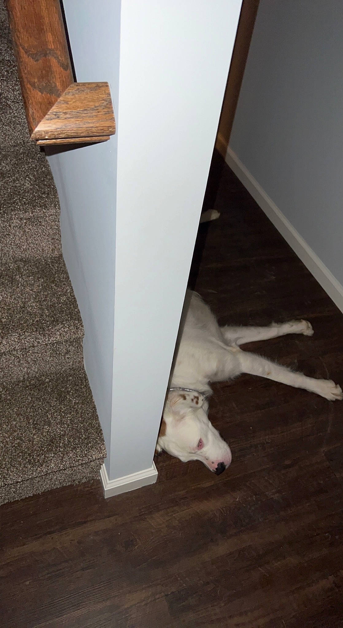 Lila And Willow is registered to the contest to win money with this photo: beige, carnivore, column, companion_dog, dog, dog_breed, fawn, floor, flooring, foot, hardwood, human_leg, laminate_flooring, plywood, stairs, tail, wood, wood_flooring, wood_stain, working_animal