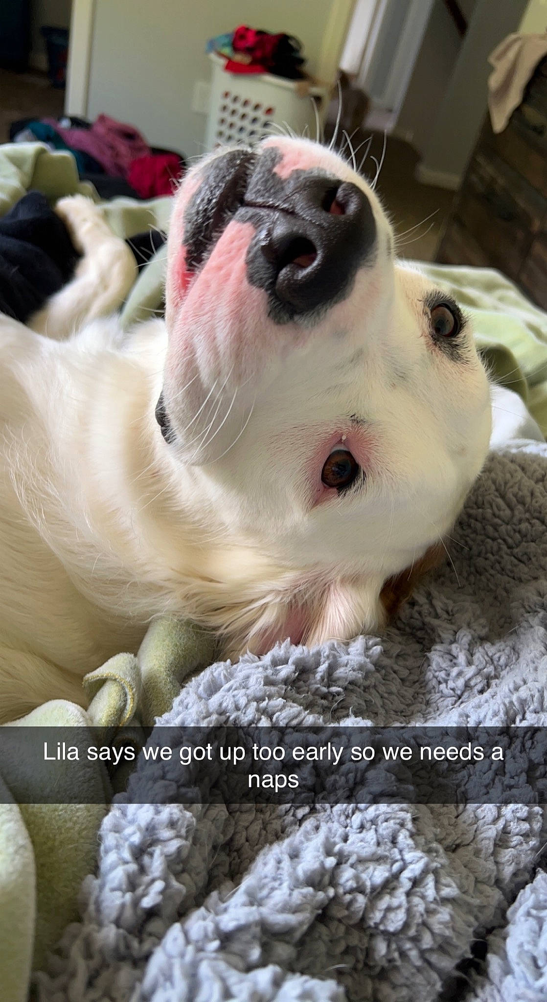 Lila And Willow is registered to the contest to win money with this photo: canidae, carnivore, collar, companion_dog, dog, dog_breed, fawn, font, fur, non_sporting_group, paw, photo_caption, puppy, snout, sporting_group, terrestrial_animal, textile, toy, whiskers, working_animal