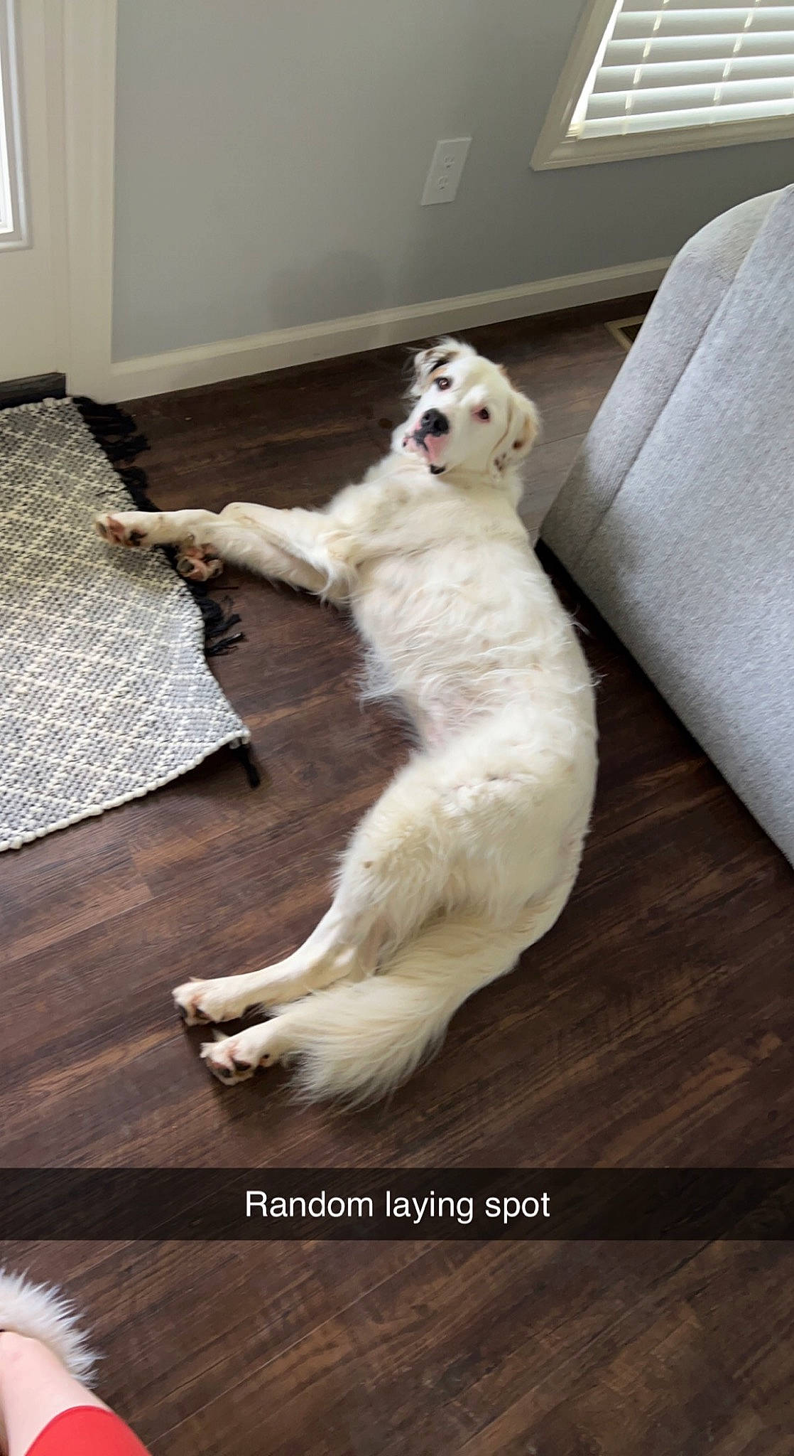 Lila And Willow is registered to the contest to win money with this photo: canidae, carnivore, comfort, companion_dog, dog, dog_breed, fawn, felidae, floor, flooring, foot, hardwood, paw, small_to_medium_sized_cats, snout, sporting_group, tail, terrestrial_animal, whiskers, wood