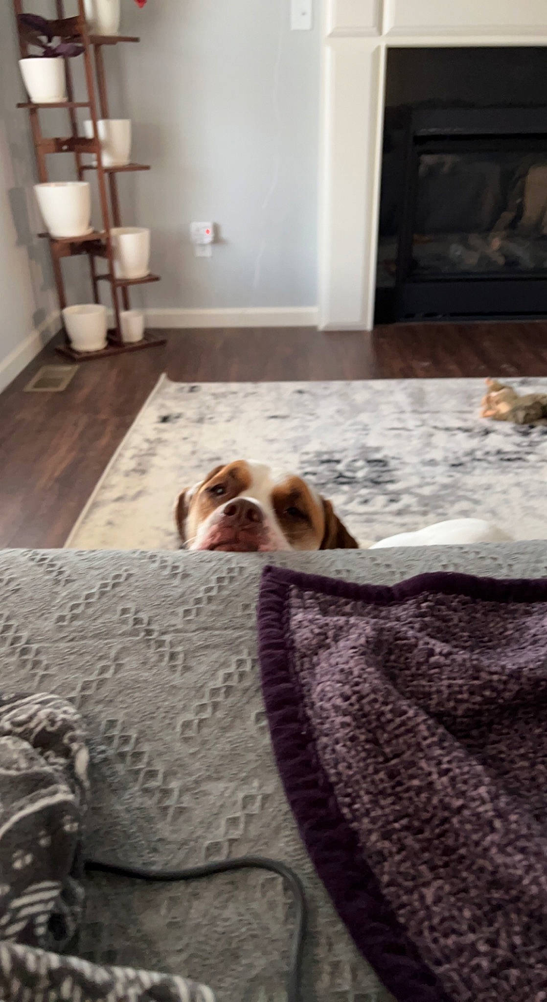 Lila And Willow joined the competition — help win amazing prizes! bed_sheet, bedding, bedroom, brown, carnivore, carpet, comfort, companion_dog, dog, dog_breed, fawn, floor, flooring, hardwood, interior_design, linens, living_room, room, sporting_group, wood