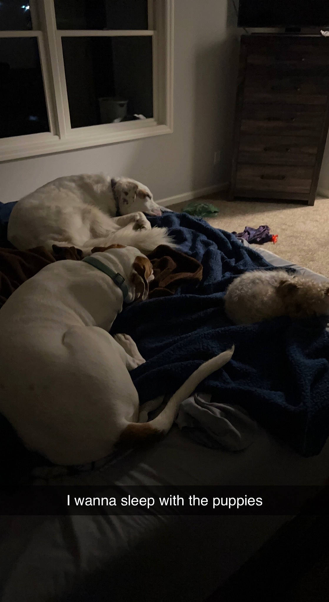 Geo joined the competition — help win amazing prizes! bed_sheet, bedding, blanket, canidae, comfort, companion_dog, darkness, dog, dog_breed, flooring, fur, grey, hardwood, linens, nap, room, sleep, sporting_group, window, wood