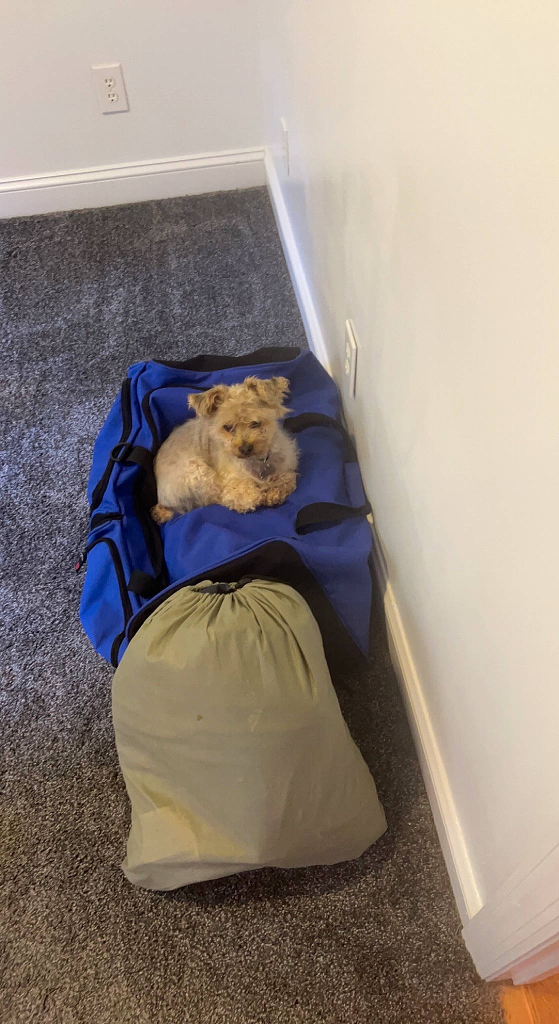 Geo is registered to the contest to win money with this photo: art, canidae, carnivore, comfort, companion_dog, dog_breed, electric_blue, fawn, felidae, flooring, fur, linens, nap, plastic_bag, room, sitting, small_to_medium_sized_cats, sporting_group, teddy_bear