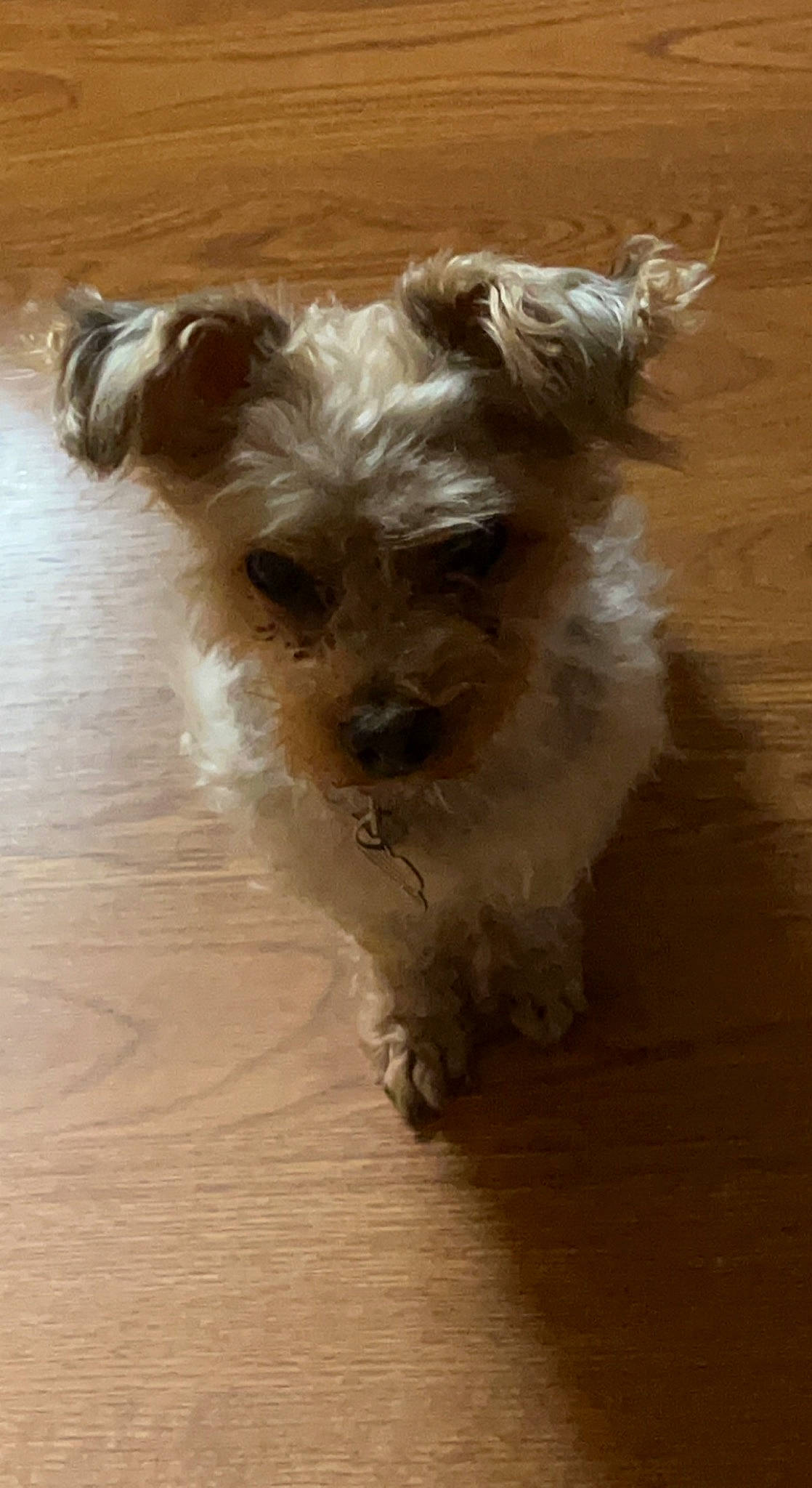 Geo joined the competition — help win amazing prizes! biewer_terrier, canidae, carnivore, companion_dog, dog, dog_breed, dog_supply, fawn, flooring, fur, hardwood, liver, maltepoo, small_terrier, snout, sporting_group, terrier, toy_dog, wood, working_animal