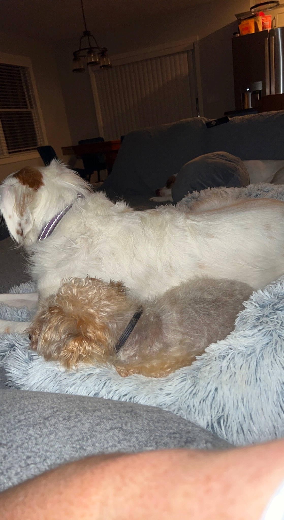 Geo is registered to the contest to win money with this photo: canidae, carnivore, comfort, companion_dog, couch, dog, dog_breed, fawn, felidae, fur, linens, ragdoll, small_terrier, small_to_medium_sized_cats, snout, sporting_group, tail, terrier, toy_dog, working_animal