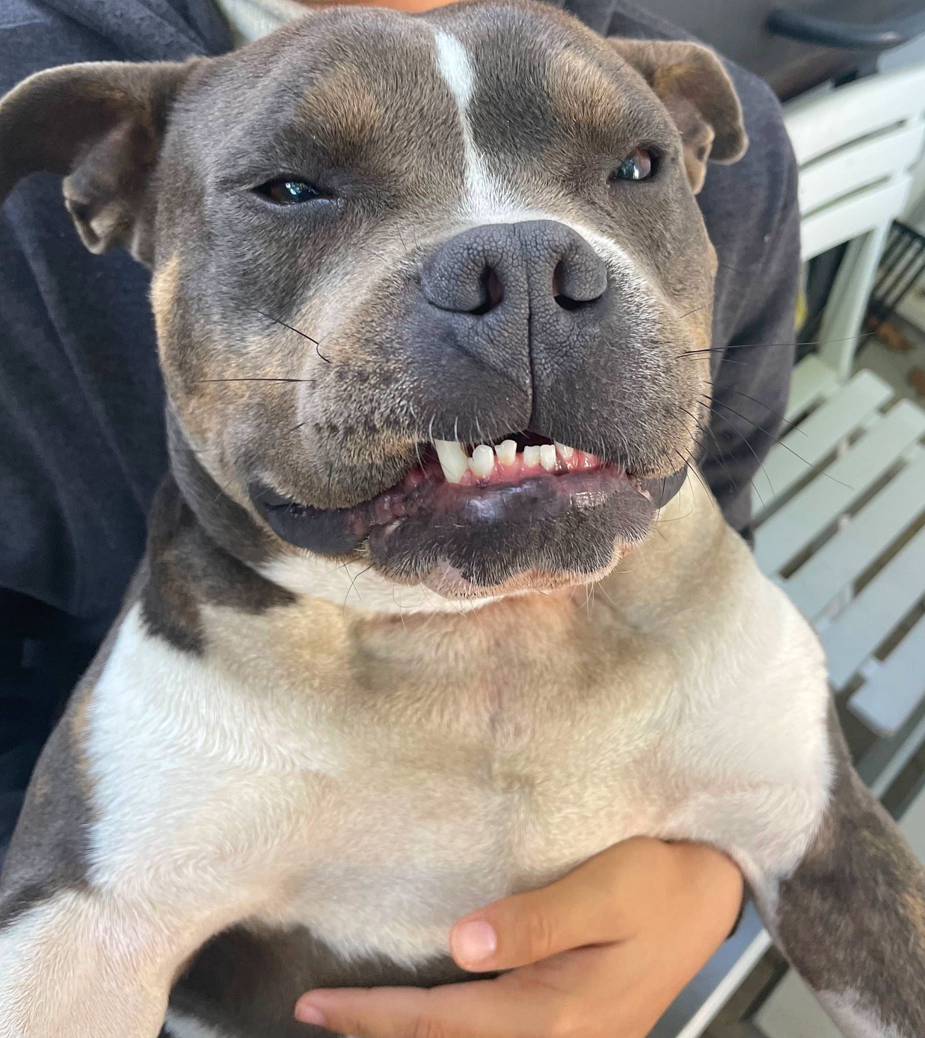 Rocco a rejoint le concours — aidez-le/la à gagner de superbes lots ! ancient_dog_breeds, canidae, carnivore, collar, companion_dog, dog, dog_breed, dog_collar, fawn, fur, metal, non_sporting_group, pet_supply, snout, sporting_group, terrestrial_animal, whiskers, working_animal, working_dog, wrinkle