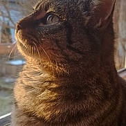 Grisette a rejoint le concours — aidez-le/la à gagner de superbes lots ! animal, branch, cat, closeup, daylight, domestic, ear, feline, fur, looking, mammal, nature, outdoor, pet, portrait, sunlight, tabby, tree, whiskers, window