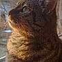 animal, branch, cat, closeup, daylight, domestic, ear, feline, fur, looking, mammal, nature, outdoor, pet, portrait, sunlight, tabby, tree, whiskers, window