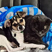 Ginny joined the competition — help win amazing prizes! dog, cat, blanket, couch, pet, animal, snuggling, furry, companions, indoor, resting, cute, friendship, cozy, relaxed, black_and_white_dog, gray_cat, soft_texture, home, comfort