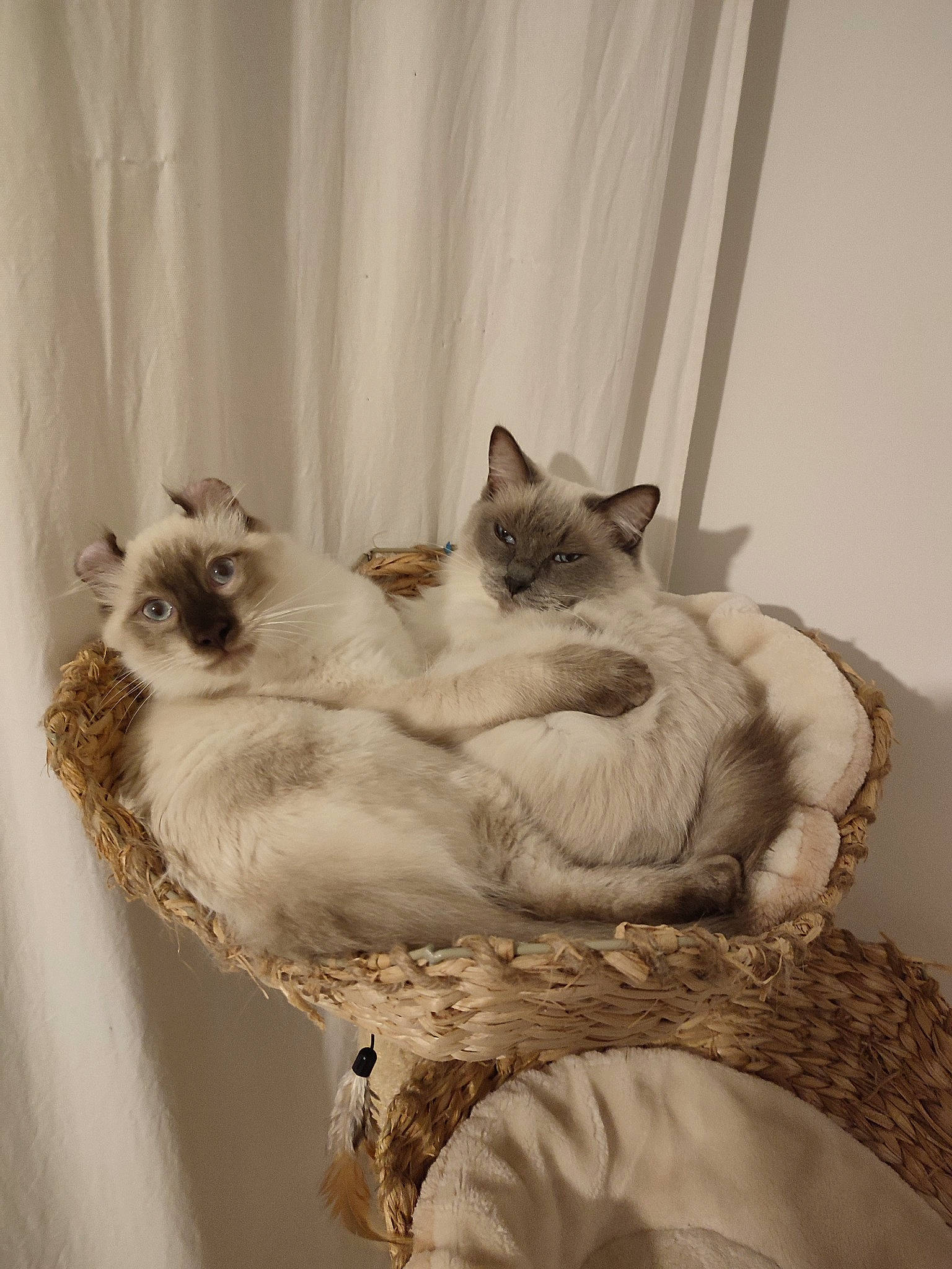 Umy participe au concours pour gagner de l'argent avec cette photo : carnivore, cat, cat_supply, comfort, curtain, domestic_short_haired_cat, fawn, felidae, fur, grey, linens, paw, siamese, small_to_medium_sized_cats, snout, tail, terrestrial_animal, whiskers, window, wood