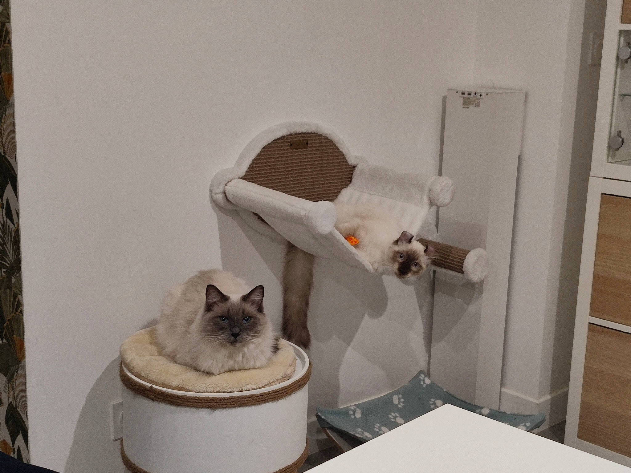 Umy participe au concours pour gagner de l'argent avec cette photo : carnivore, cat, cat_bed, cat_furniture, cat_supply, comfort, domestic_short_haired_cat, felidae, fur, grey, household_supply, interior_design, linens, pet_supply, room, shelving, small_to_medium_sized_cats, tail, whiskers, wood