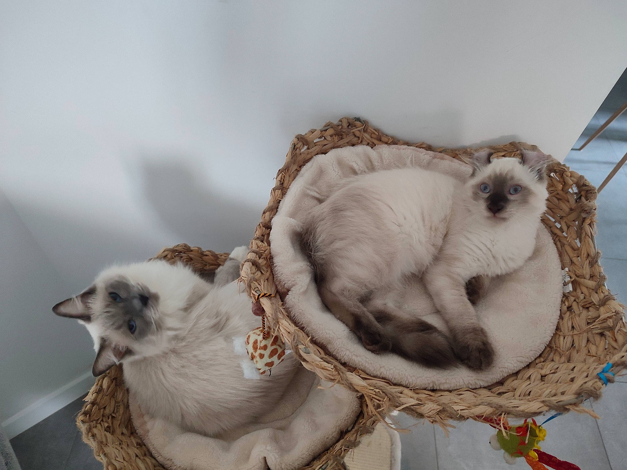 Umy participe au concours pour gagner de l'argent avec cette photo : art, carnivore, cat, cat_bed, cat_supply, claw, comfort, fawn, felidae, fur, linens, nap, paw, pet_supply, serveware, siamese, small_to_medium_sized_cats, tableware, tail, whiskers
