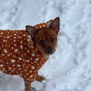 Coco participe au concours pour gagner de l'argent avec cette photo : animal, brown_dog, canine, cold_weather, curious, cute, dog, ears, eyes, fleece_jacket, fur, looking_up, outdoor, paws, pet, small_dog, snow, spotted_jacket, standing, winter