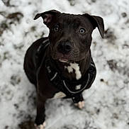 Athena a rejoint le concours — aidez-le/la à gagner de superbes lots ! dog, black_dog, snow, outdoor, pet, animal, canine, harness, winter, fur, looking_up, portrait, nature, cute, paw, ground, mammal, young_dog, animal_portrait, attention