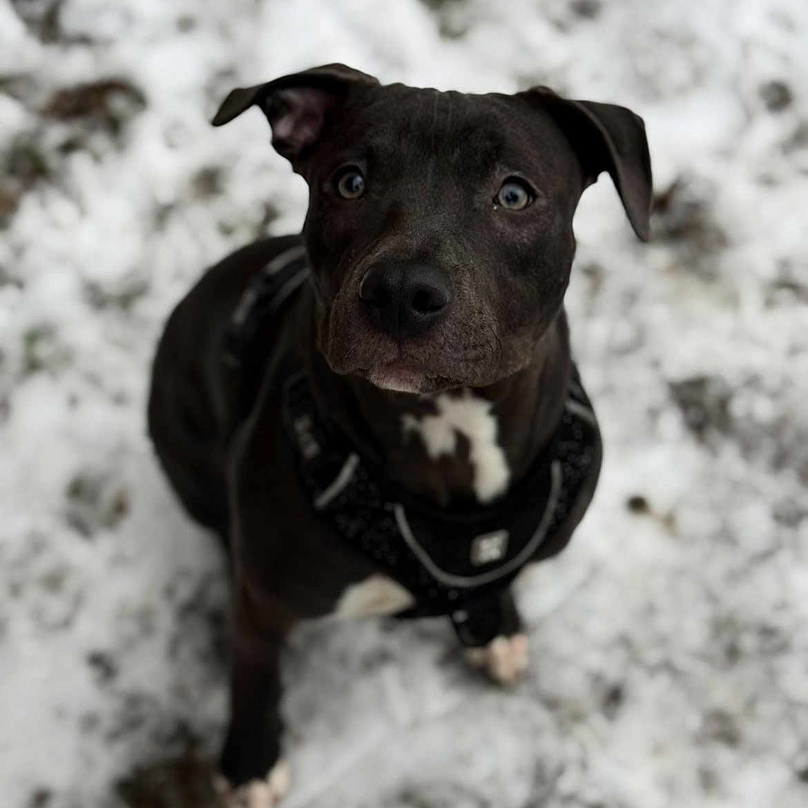 Athena a rejoint le concours — aidez-le/la à gagner de superbes lots ! animal, animal_portrait, attention, black_dog, canine, cute, dog, fur, ground, harness, looking_up, mammal, nature, outdoor, paw, pet, portrait, snow, winter, young_dog