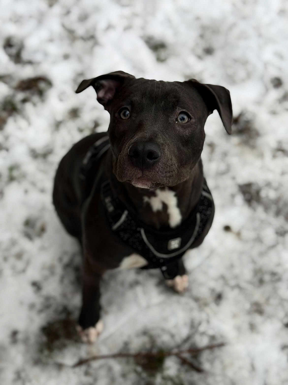 Athena a rejoint le concours — aidez-le/la à gagner de superbes lots ! dog, black_dog, snow, outdoor, pet, animal, canine, harness, winter, fur, looking_up, portrait, nature, cute, paw, ground, mammal, young_dog, animal_portrait, attention