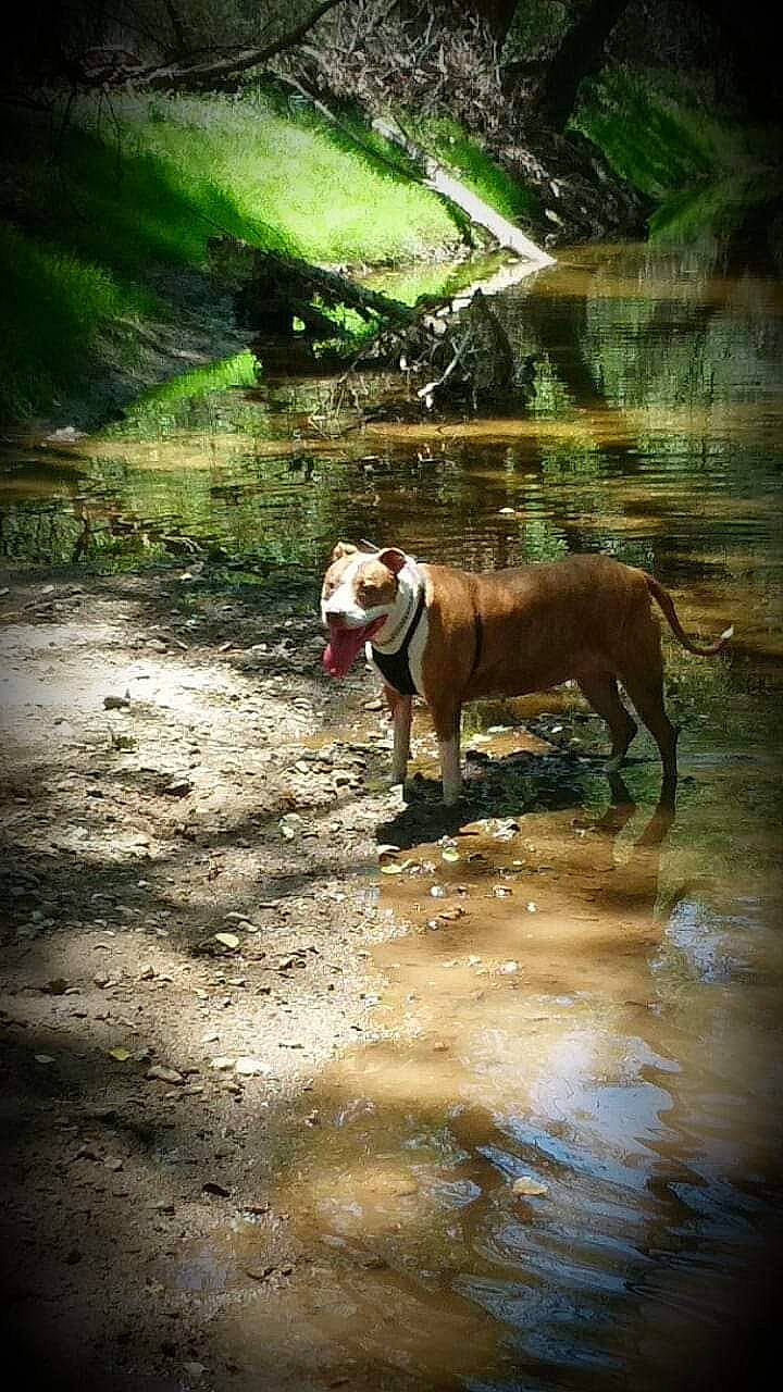 Kya joined the competition — help win amazing prizes! canidae, carnivore, companion_dog, dog, dog_breed, fawn, ford, forest, grass, gun_dog, lake, landscape, liver, plant, snout, tail, terrestrial_animal, water, wood, working_animal