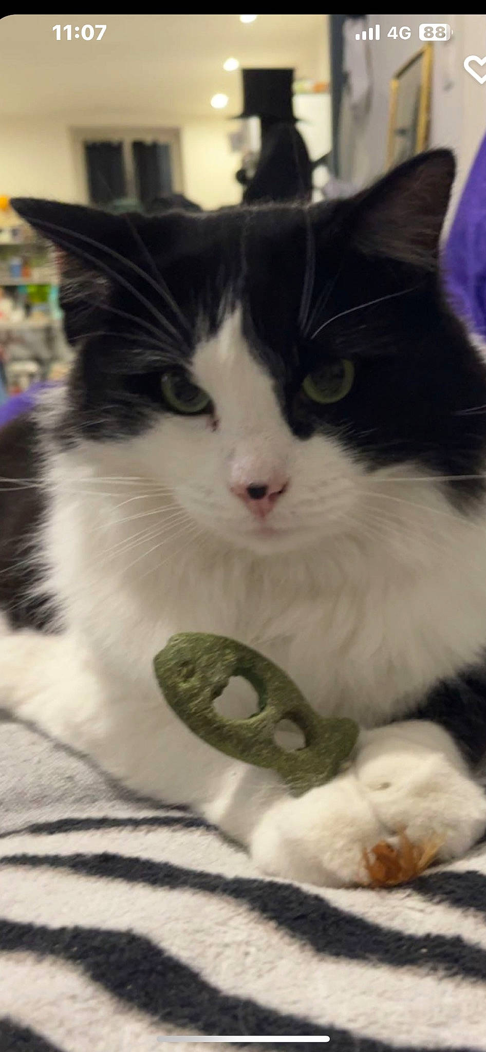 Harper a rejoint le concours — aidez-le/la à gagner de superbes lots ! carnivore, cat, claw, comfort, domestic_short_haired_cat, eye, felidae, foot, fur, human_leg, monochrome, monochrome_photography, paw, sitting, small_to_medium_sized_cats, snout, square, tail, whiskers, white