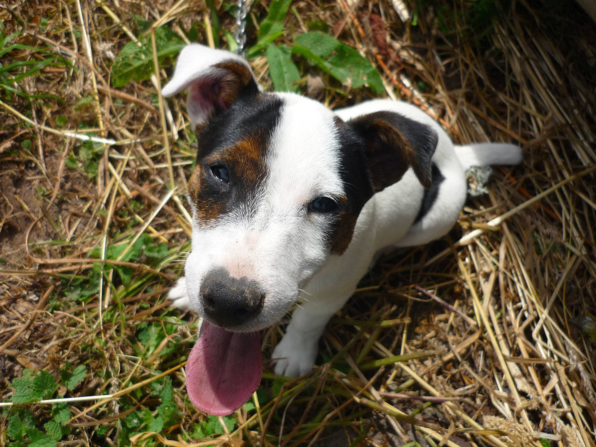 Fidji a rejoint le concours — aidez-le/la à gagner de superbes lots ! brazilian_terrier, canidae, carnivore, companion_dog, dog, dog_breed, feist, grass_family, irishjacks, jack_russell_terrier, mammal, russell_terrier, small_terrier, snout, sporting_group, terrier, working_animal, working_dog