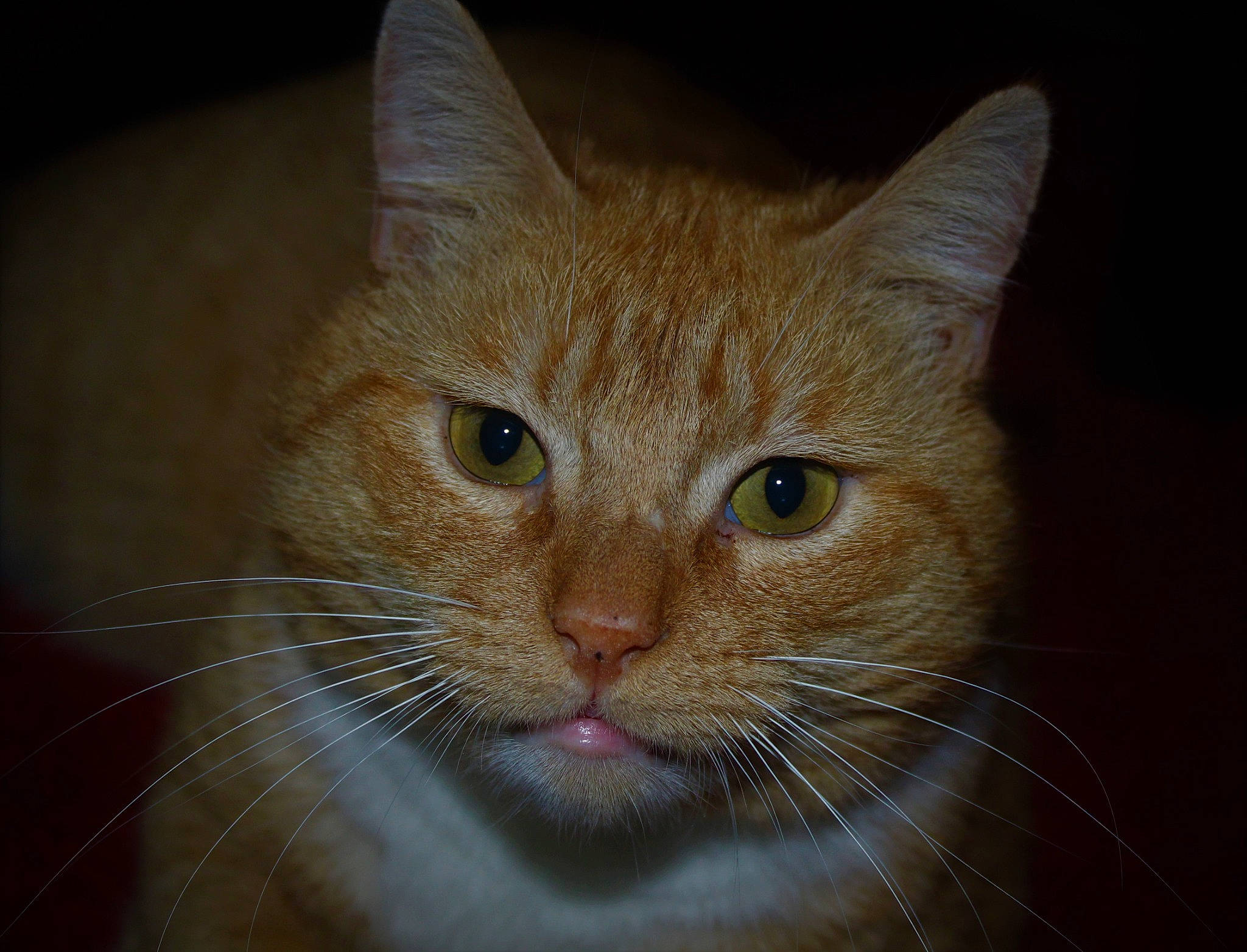 Tornado a rejoint le concours — aidez-le/la à gagner de superbes lots ! beige, blond, brown, carnivore, cat, curious, domestic_short_haired_cat, fawn, felidae, fur, iris, skin, small_to_medium_sized_cats, snout, vertebrate, whiskers