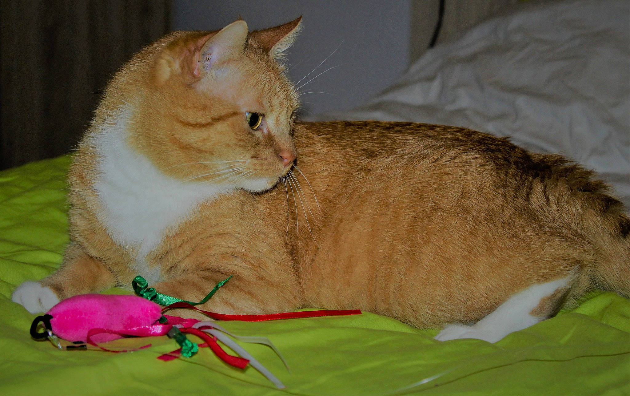 Tornado participe au concours pour gagner de l'argent avec cette photo : carnivore, cat, cat_supply, cat_toy, claw, collar, comfort, domestic_short_haired_cat, fawn, felidae, fur, invertebrate, linens, pet_supply, small_to_medium_sized_cats, snout, vertebrate, whiskers