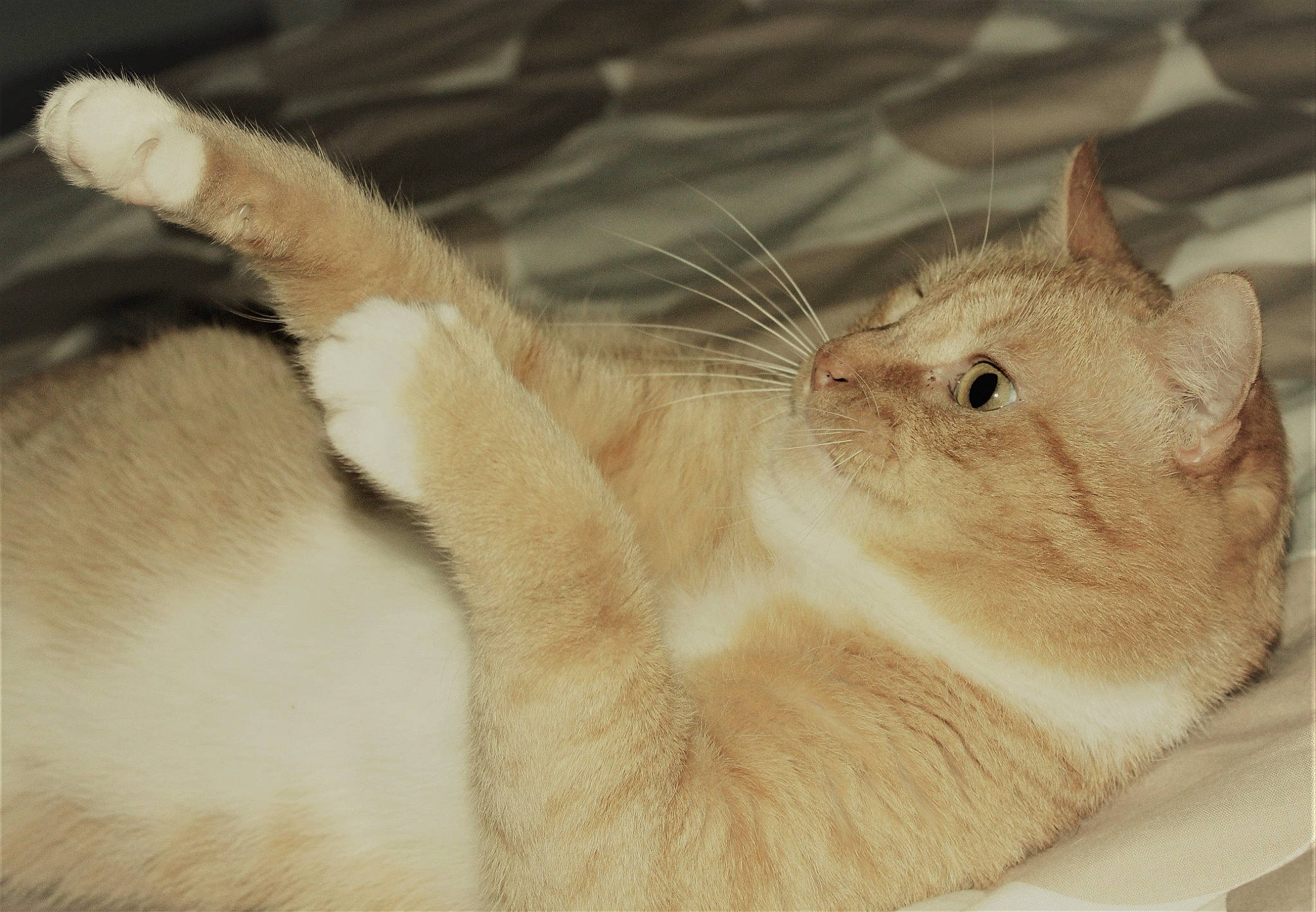 Tornado participe au concours pour gagner de l'argent avec cette photo : beige, carnivore, cat, domestic_short_haired_cat, fawn, felidae, fur, peach, skin, small_to_medium_sized_cats, snout, tail, terrestrial_animal, vertebrate, whiskers