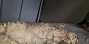 Fauve participe au concours pour gagner de l'argent avec cette photo : cat, tabby, pet, animal, feline, sleeping, relaxed, bed, indoor, fur, paws, whiskers, cute, cozy, domestic_animal, resting, soft_light, striped, lying_down, closeup
