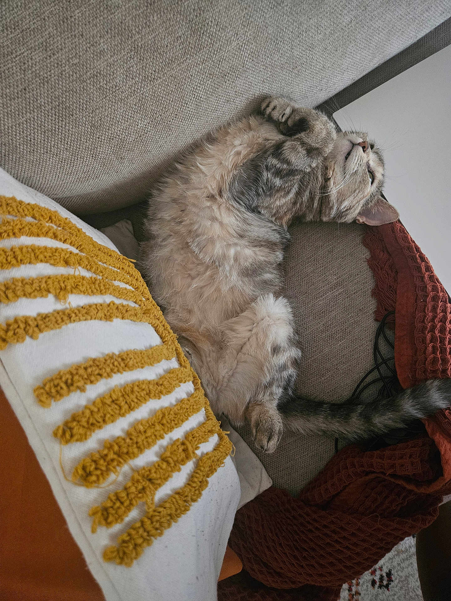 Fauve a rejoint le concours — aidez-le/la à gagner de superbes lots ! cat, tabby, feline, pet, sleeping, relaxed, couch, blanket, cushion, cozy, indoor, fur, whiskers, tail, home, resting, comfort, animal, domestic, cute