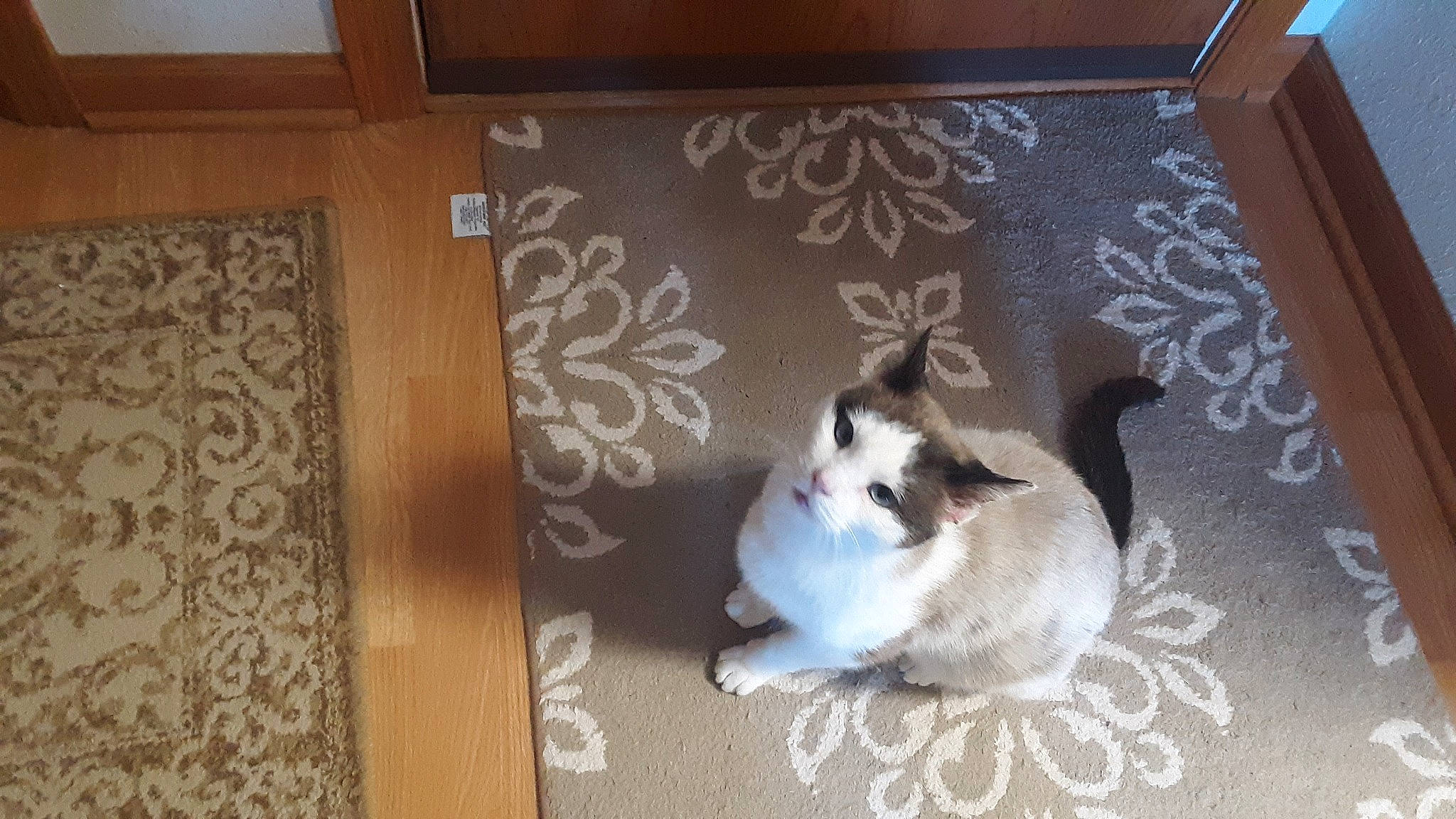 Casper is registered to the contest to win money with this photo: brown, carnivore, cat, companion_dog, dog_breed, domestic_short_haired_cat, fawn, felidae, floor, flooring, fur, hardwood, linens, paw, room, siamese, small_to_medium_sized_cats, tail, whiskers, wood