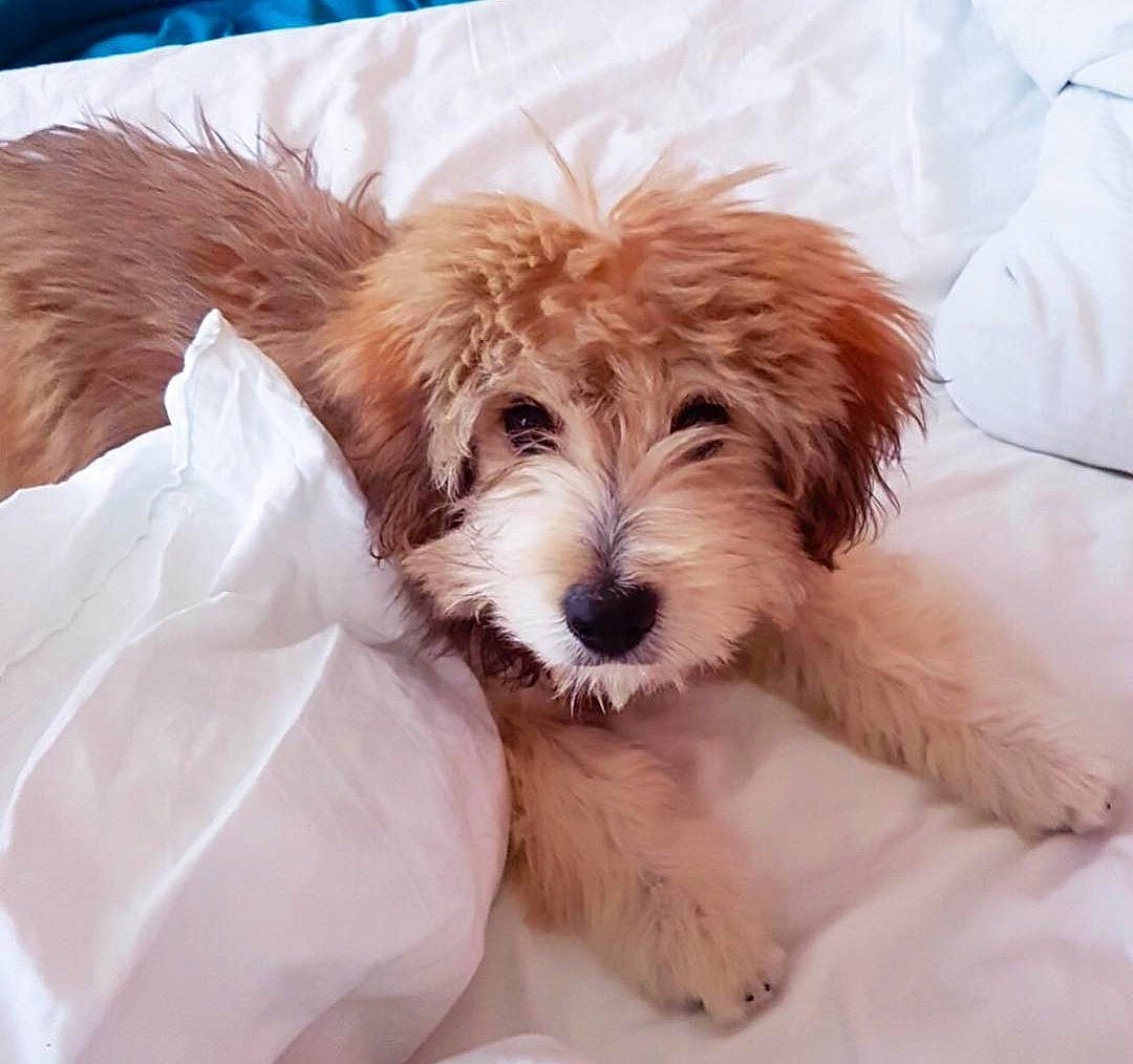 Mitchi participe au concours pour gagner de l'argent avec cette photo : biewer_terrier, canidae, carnivore, comfort, companion_dog, dog, dog_breed, dog_supply, fur, liver, maltepoo, non_sporting_group, small_terrier, snout, sporting_group, terrestrial_animal, terrier, toy_dog, working_animal, yorkipoo