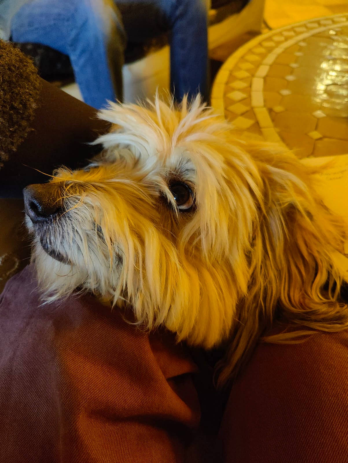 Mitchi participe au concours pour gagner de l'argent avec cette photo : biewer_terrier, canidae, carnivore, chair, comfort, companion_dog, dog, dog_breed, fawn, felidae, fur, nap, puppy, small_terrier, sporting_group, terrier, toy_dog, working_animal, yellow, yorkipoo