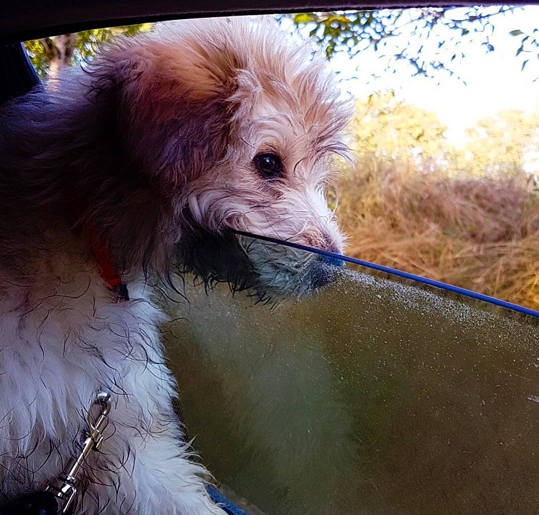Mitchi participe au concours pour gagner de l'argent avec cette photo : beak, canidae, carnivore, companion_dog, dog, dog_breed, eye, fur, grass, hair, liver, livestock, sky, snout, sporting_group, terrestrial_animal, wildlife, working_animal, wrinkle