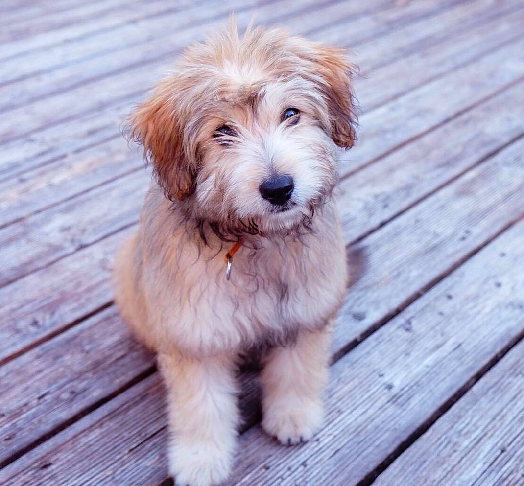 Mitchi participe au concours pour gagner de l'argent avec cette photo : canidae, carnivore, companion_dog, dog, dog_breed, fur, hardwood, liver, maltepoo, plank, small_terrier, snout, sporting_group, terrier, toy_dog, wood, wood_stain, working_animal