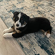 Blossom is registered to the contest to win money with this photo: adorable, animal, black, brown, carpet, cute, dog, domestic_animal, floor, fur, home, indoor, looking_up, lying_down, pet, puppy, relaxed, small, white, young