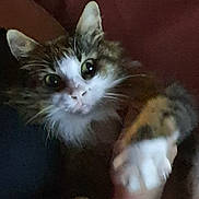 Haribo participe au concours pour gagner de l'argent avec cette photo : animal, brown_fur, cat, claw, close_up, curious, cute, face, feline, fur, indoor, looking, mammal, paw, pet, portrait, tabby, whiskers, white_fur, wide_eyes