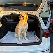 A.marcus a rejoint le concours — aidez-le/la à gagner de superbes lots ! dog, golden_retriever, pet, animal, sitting, car, vehicle, trunk, hatchback, open_trunk, towel, outdoor, driveway, house, sunlight, golden_hour, portrait, road_trip, white_car, license_plate