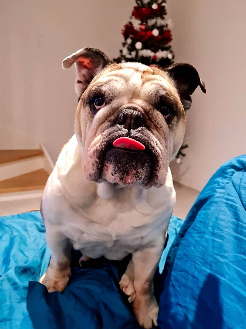 Baby participe au concours pour gagner de l'argent avec cette photo : bulldog, canidae, carnivore, collar, companion_dog, dog, dog_breed, dog_collar, electric_blue, fawn, fur, holiday, plant, snout, sporting_group, toy_dog, whiskers, window, working_animal, wrinkle