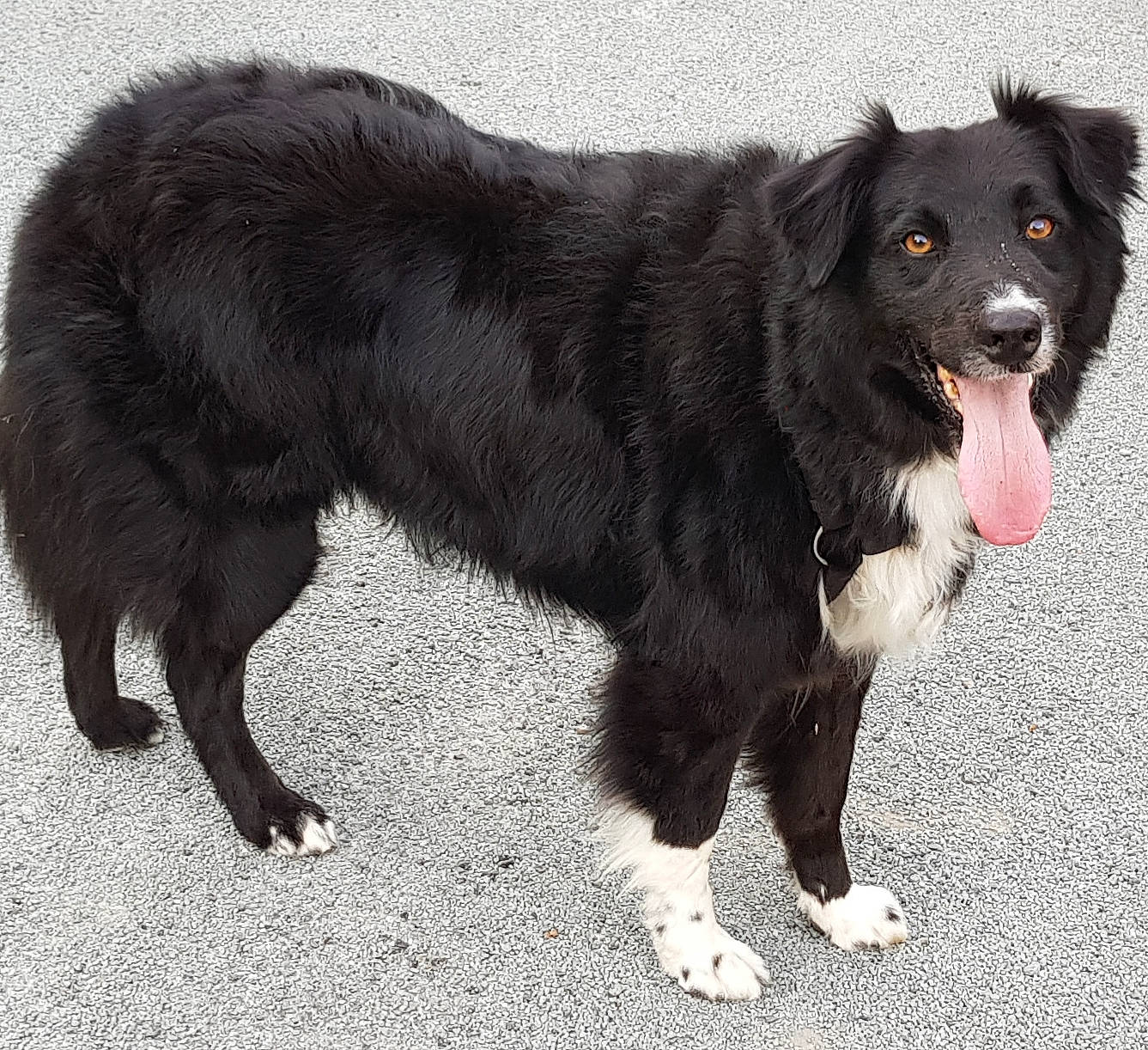 Loulou a rejoint le concours — aidez-le/la à gagner de superbes lots ! borador, canidae, carnivore, collar, companion_dog, dog, dog_breed, dog_collar, fur, gun_dog, paw, snout, sporting_group, terrestrial_animal, working_animal, working_dog