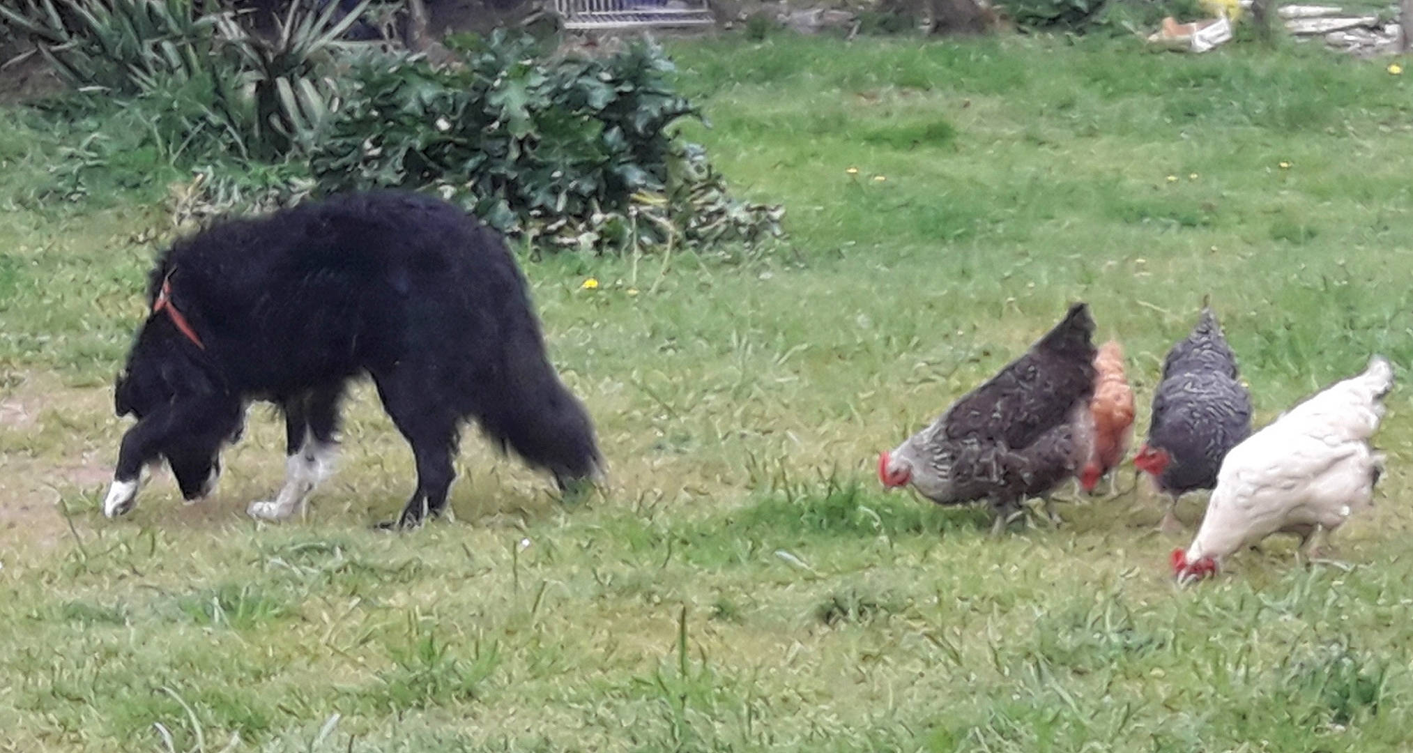 Loulou participe au concours pour gagner de l'argent avec cette photo : beak, bird, carnivore, chicken, comb, dog, fowl, galliformes, grass, grassland, groundcover, herding_dog, livestock, pasture, phasianidae, plant, poultry, terrestrial_animal, wild_turkey, working_animal