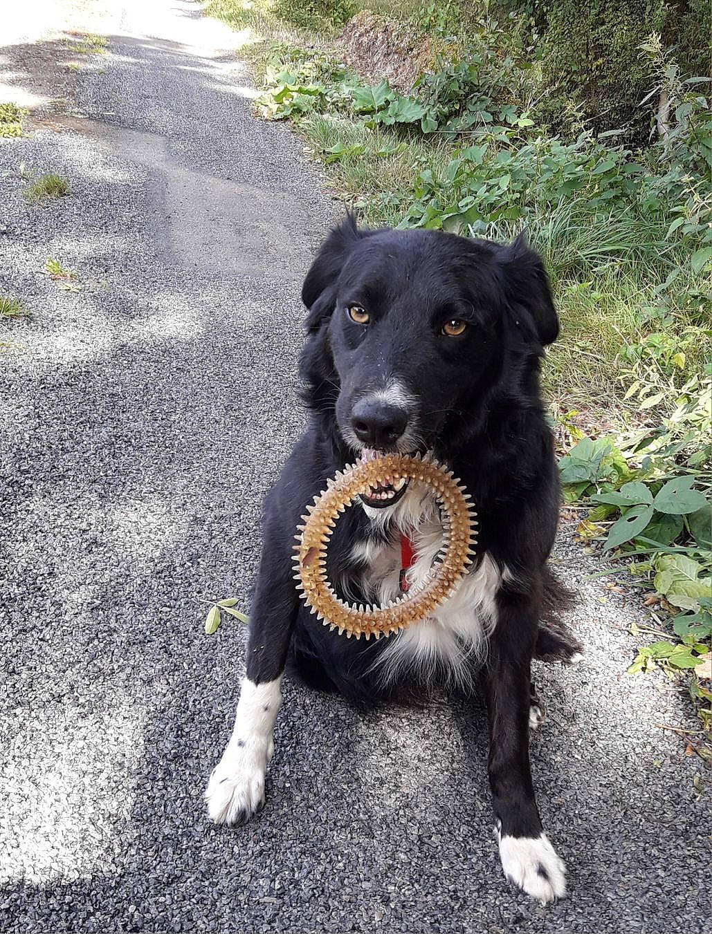 Loulou a rejoint le concours — aidez-le/la à gagner de superbes lots ! asphalt, borador, canidae, carnivore, collar, companion_dog, dog, dog_breed, dog_collar, grass, gun_dog, leash, pet_supply, plant, road_surface, snout, sporting_group, tail, tar, working_animal