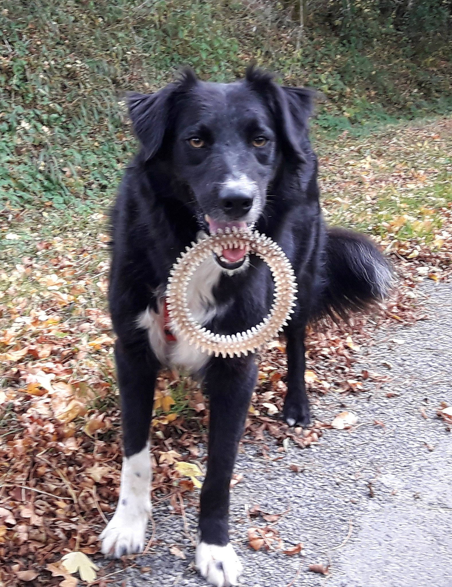 Loulou a rejoint le concours — aidez-le/la à gagner de superbes lots ! adventure, borador, canidae, carnivore, collar, companion_dog, dog, dog_breed, dog_collar, fur, grass, gun_dog, plant, retriever, road_surface, snout, soil, sporting_group, tail, working_animal