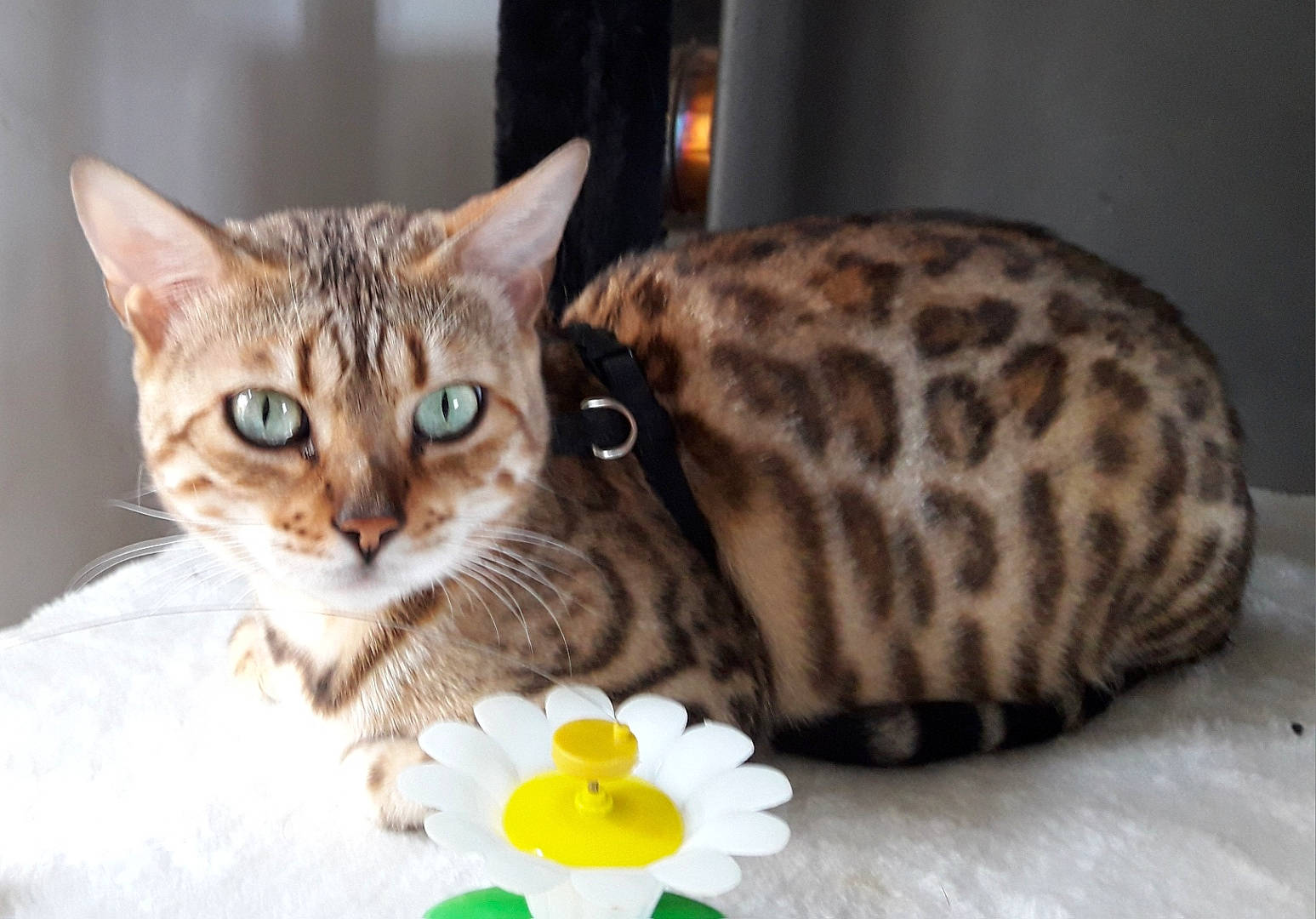 Liopé participe au concours pour gagner de l'argent avec cette photo : carnivore, cat, comfort, domestic_short_haired_cat, fawn, felidae, flower, fur, paw, petal, plate, serveware, small_to_medium_sized_cats, snout, tableware, tail, terrestrial_animal, toy, whiskers, window