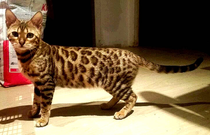 Liopé participe au concours pour gagner de l'argent avec cette photo : big_cats, carnivore, cat, claw, fawn, felidae, fur, sitting, small_to_medium_sized_cats, snout, tail, terrestrial_animal, whiskers, wildlife