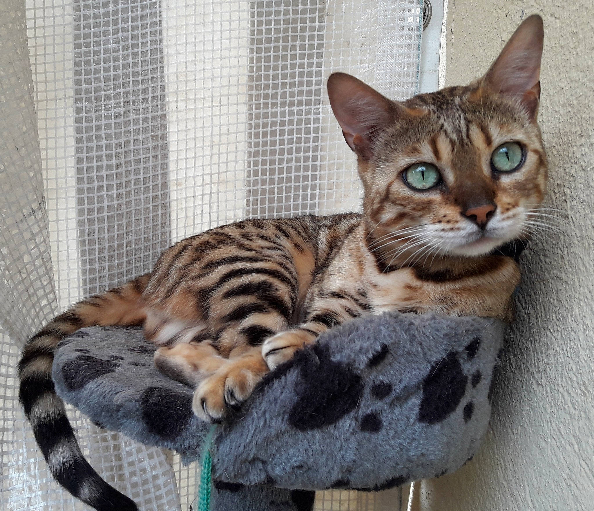 Liopé a rejoint le concours — aidez-le/la à gagner de superbes lots ! carnivore, cat, cat_supply, comfort, domestic_short_haired_cat, felidae, fur, paw, sitting, small_to_medium_sized_cats, tail, terrestrial_animal, whiskers