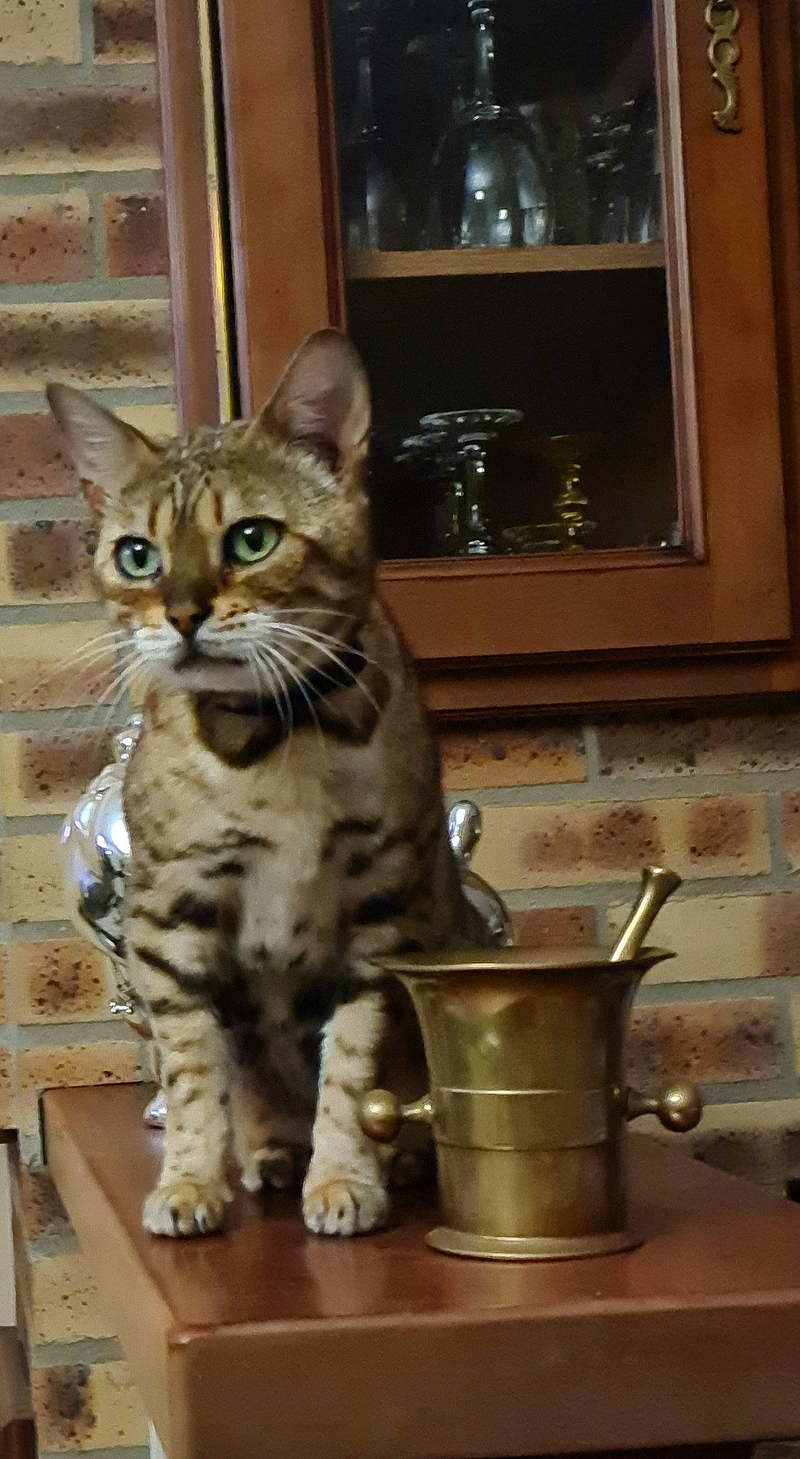 Liopé participe au concours pour gagner de l'argent avec cette photo : cabinetry, carnivore, cat, cup, dishware, domestic_short_haired_cat, door, drinkware, felidae, fur, kitchen_appliance, serveware, small_to_medium_sized_cats, snout, tableware, tail, terrestrial_animal, whiskers, wildlife