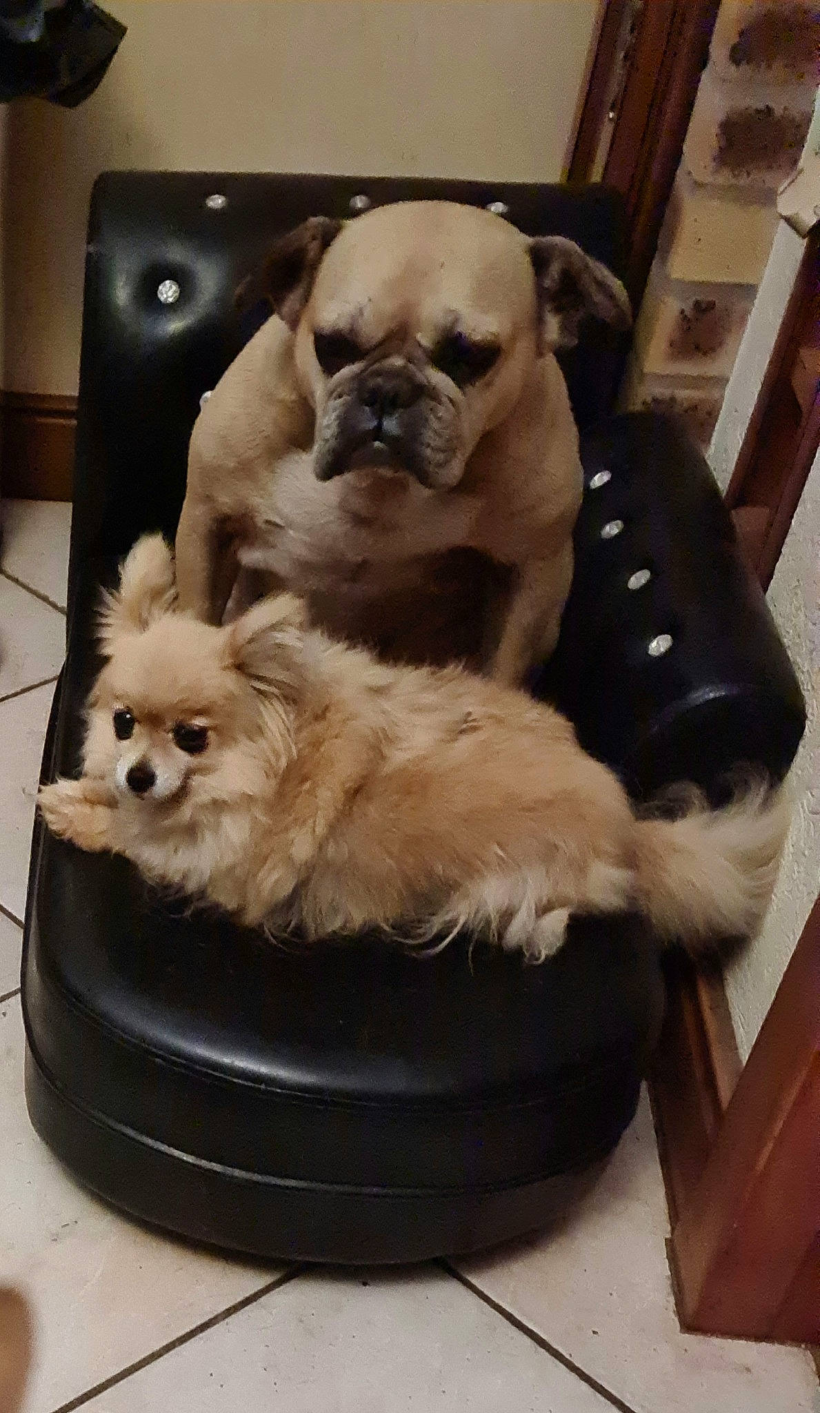 Missy a rejoint le concours — aidez-le/la à gagner de superbes lots ! ancient_dog_breeds, canidae, carnivore, comfort, companion_dog, dog, dog_bed, dog_breed, dog_supply, fawn, flooring, fur, mammal, paw, pet_supply, pug, sporting_group, toy_dog, whiskers, working_animal