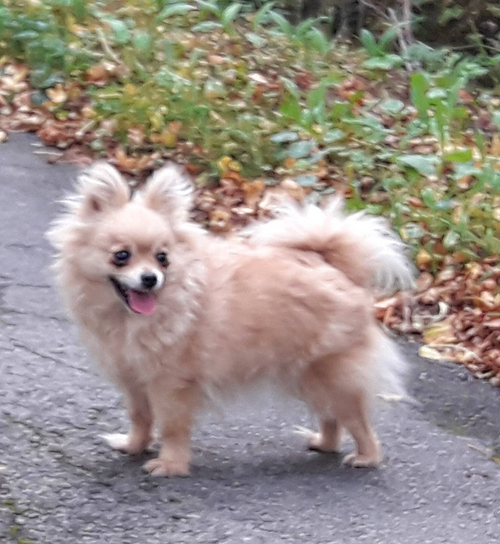 Missy a rejoint le concours — aidez-le/la à gagner de superbes lots ! canidae, carnivore, companion_dog, dog, dog_breed, fawn, fur, german_spitz, german_spitz_klein, german_spitz_mittel, japanese_spitz, plant, pomeranian, snout, spitz, sporting_group, tail, toy_dog, volpino_italiano, working_animal