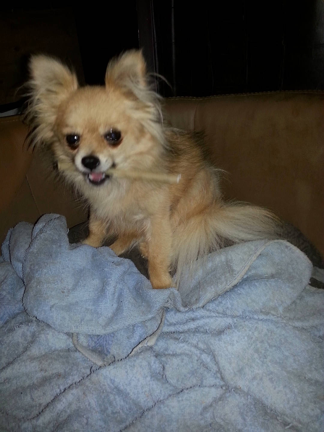 Missy participe au concours pour gagner de l'argent avec cette photo : canidae, carnivore, companion_dog, dog, dog_breed, dog_supply, ear, fawn, fur, german_spitz, german_spitz_klein, german_spitz_mittel, liver, paw, snout, spitz, sporting_group, toy_dog, whiskers, working_animal