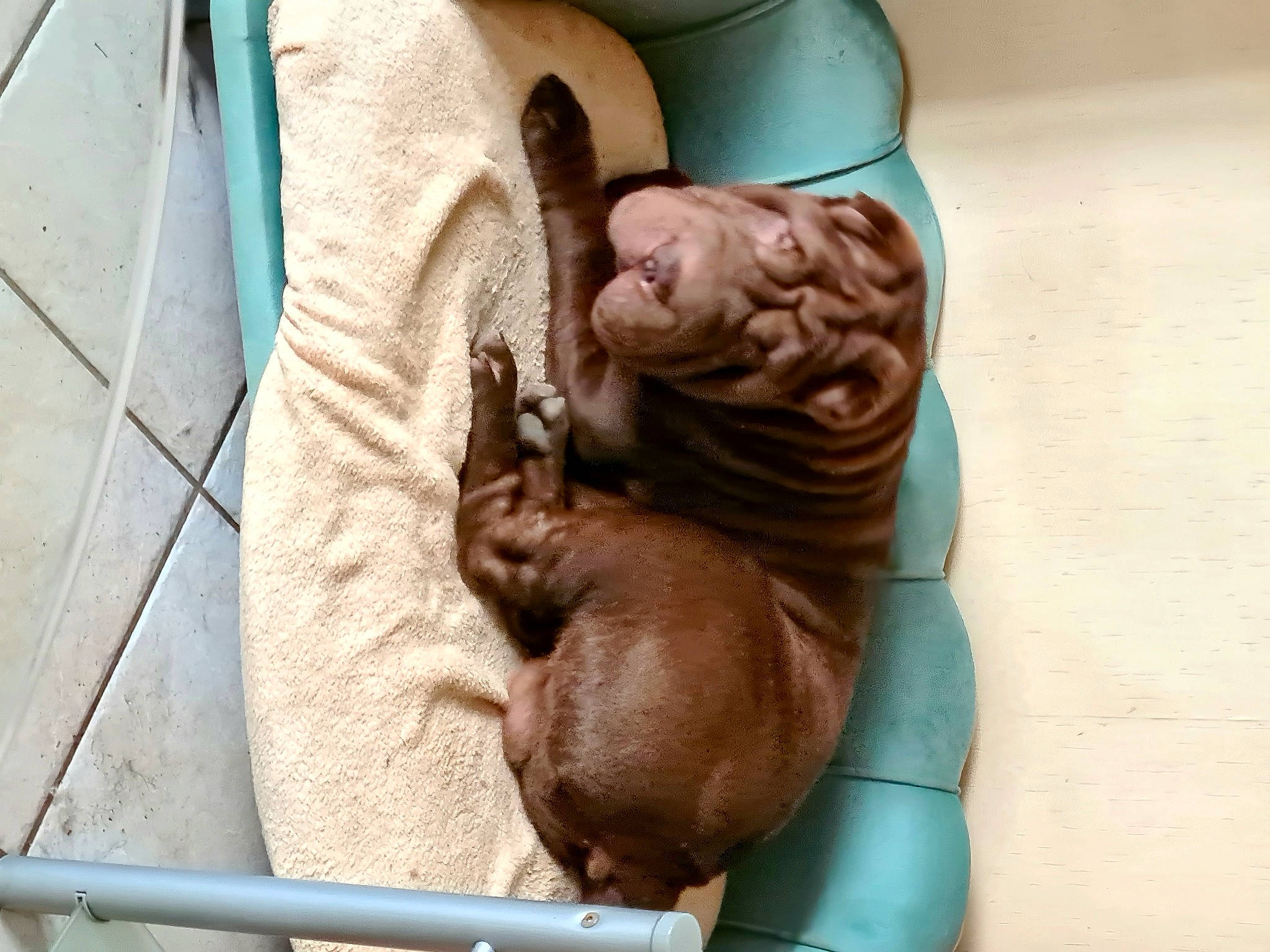 Tennessee participe au concours pour gagner de l'argent avec cette photo : art, artifact, canidae, carving, child, clay, comfort, fawn, felidae, reptile, sculpture, small_to_medium_sized_cats, terrestrial_animal, wood, wrinkle