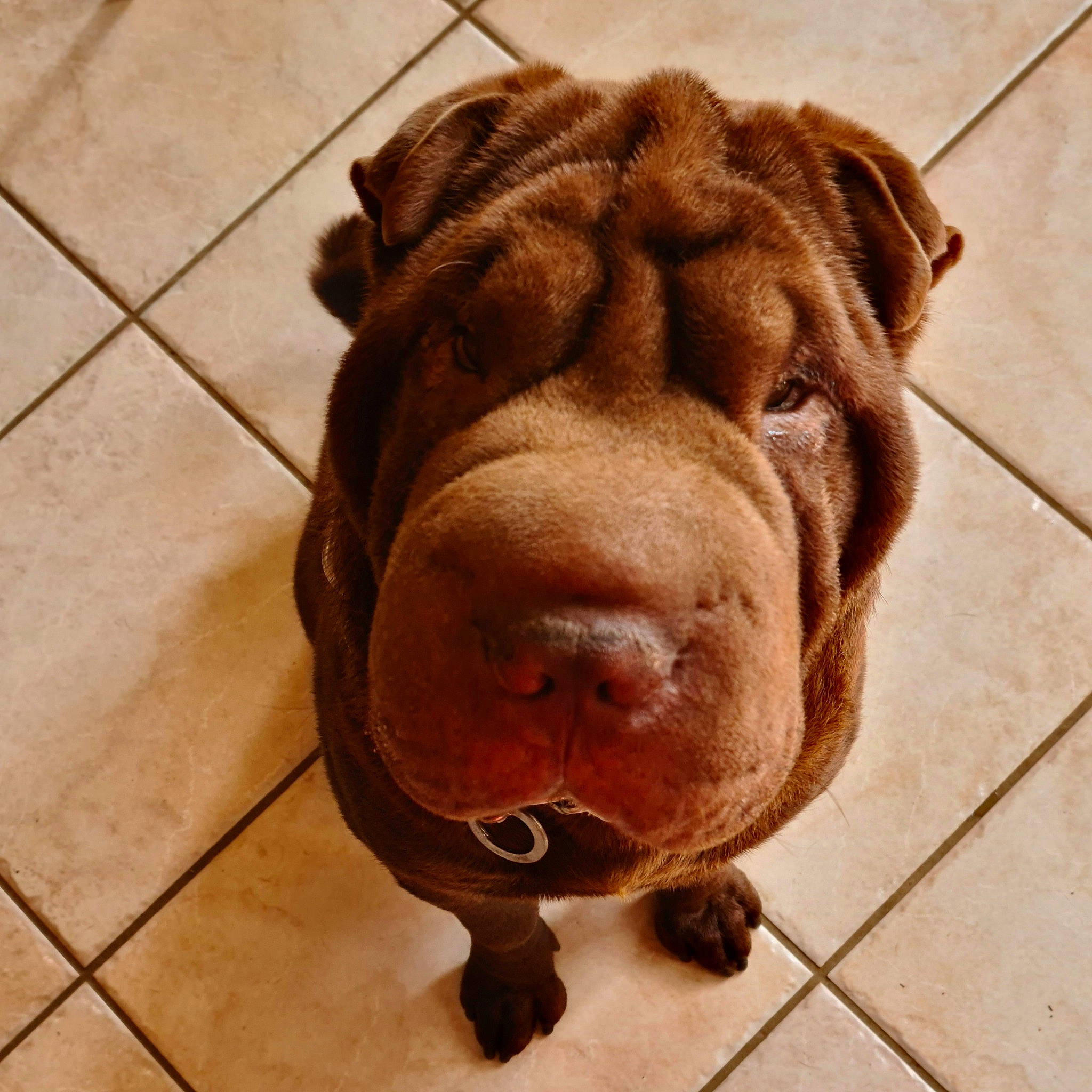 Tennessee participe au concours pour gagner de l'argent avec cette photo : canidae, carnivore, carving, companion_dog, dog, dog_breed, fawn, flooring, fur, jaw, liver, sculpture, shar_pei, snout, sporting_group, terrestrial_animal, tile_flooring, wood, working_animal, wrinkle