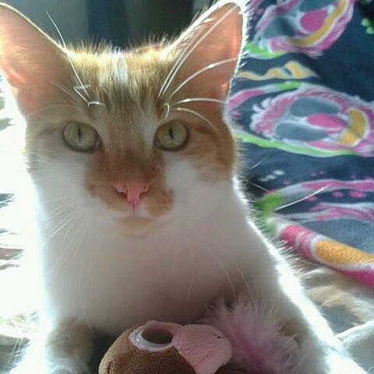 Barney is registered to the contest to win money with this photo: aegean_cat, american_wirehair, asian, carnivore, cat, domestic_short_haired_cat, european_shorthair, fawn, felidae, kitten, mammal, polydactyl_cat, small_to_medium_sized_cats, tabby_cat, tail, whiskers